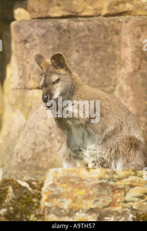 Femmina del Bennett Wallaby (Macropus rufogriseus) seduto su roccia delicatamente leccare le sue zampette Foto Stock