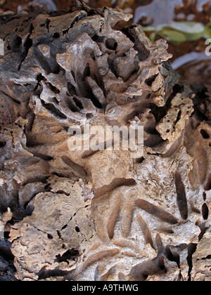 Una forma astratta di un tronco di albero. Mulshi di Pune, Maharashtra, India. Foto Stock