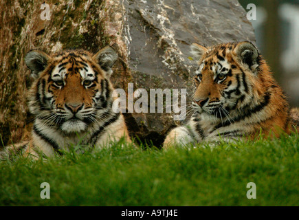 Due giovani di Amur cuccioli di tigre Marwell Zoo, Winchester, England Regno Unito Foto Stock