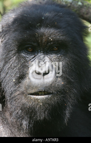 Femmina di gorilla di montagna del Gruppo Susa Ruanda Foto Stock