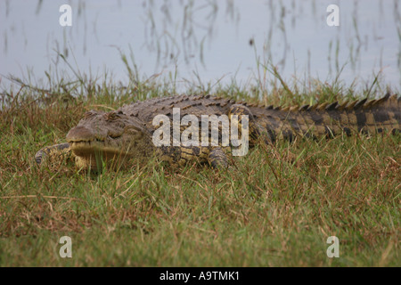 Coccodrillo del Nilo in appoggio sulla riva del fiume Foto Stock