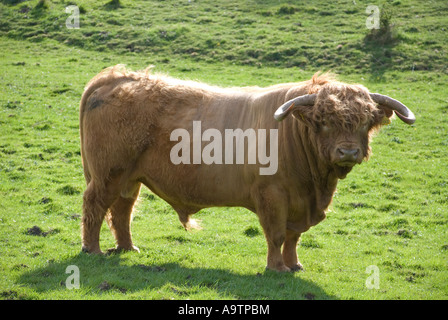 Highland bovini, Aberdeen Angus Bull, Thixendale, East Yorkshire Foto Stock