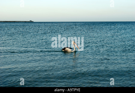 Un pellicano in mare vicino al molo bussleton Australia occidentale Foto Stock