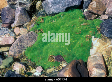 Yareta piante nane nella Puna argentine alta altitudine ecosistema Foto Stock