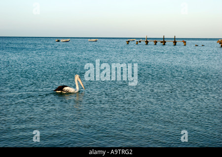 Un pellicano in mare vicino al molo bussleton Australia occidentale Foto Stock