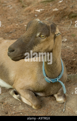 Femmina di capra LaMancha Foto Stock