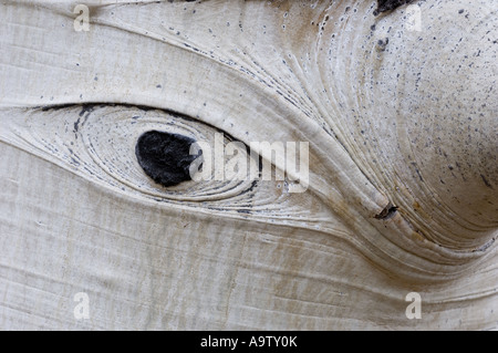 A forma di occhio nodo su American aspen tronco Foto Stock