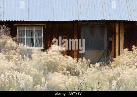 Casa abbandonata nel paese sagebrush Utah Foto Stock