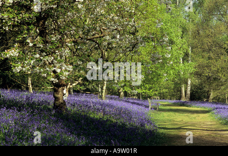 Bluebell boschi nel Surrey in Inghilterra REGNO UNITO Foto Stock