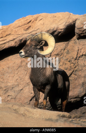DESERT BIGHORN (Ovis canadensis) maschio in cattività Foto Stock