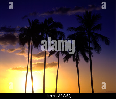 Alte PALME OAHU HAWAII USA Foto Stock