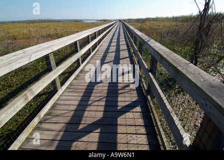 William Bartram Sentiero Natura Florida FL Foto Stock