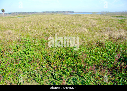 William Bartram Sentiero Natura Florida FL Foto Stock