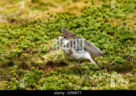 Nuova Zelanda Dotterel Enderby Island nelle isole di Auckland Nuova Zelanda Foto Stock