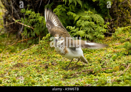 Nuova Zelanda Dotterel Enderby Island nelle isole di Auckland Nuova Zelanda Foto Stock