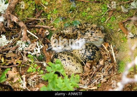 Nuova Zelanda Dotterel chick Enderby Island nelle isole di Auckland Nuova Zelanda Foto Stock