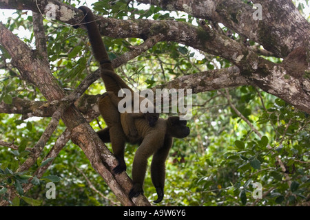 Humboldt s lanosi scimmia con baby Amazon membro Brasile Foto Stock