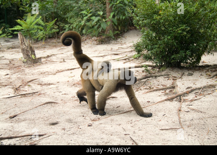 Humboldt s lanosi scimmia con baby Amazon membro Brasile Foto Stock