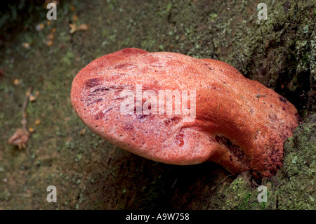 Bistecca di manzo funghi Fistulina hepatica crescente sul vecchio albero colline sabbiose bedfordshire Foto Stock
