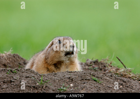 Cane della prateria Cynomys ludovicianus guardando fuori del nido Foto Stock