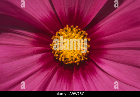 Close up Cosmos Bipinnatus Fiore di radianza Foto Stock