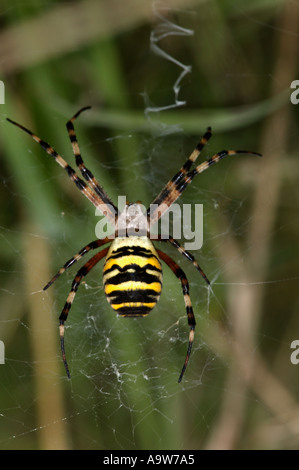 Wasp Spider Argiope bruennichi sul Web che mostra una sequenza di salti zig zag forma nel centro del Bedfordshire web Foto Stock