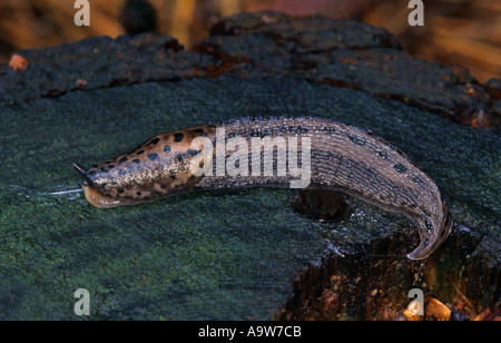 Leopard Slug limax maximus macchiato il modulo sul vecchio pino moncone legno chicksands bedfordshire Foto Stock