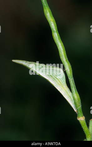 Punta arancione Anthocharis cardamines Pupa appesi sugli hedge aglio potton bedfordshire Foto Stock