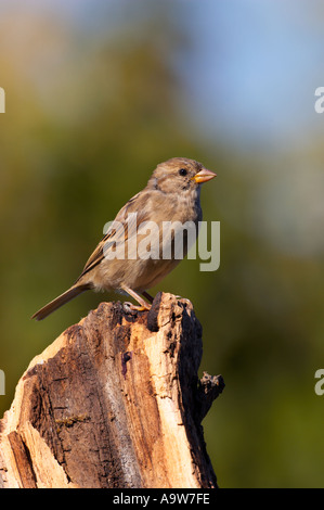 Femail casa passero Passer domesticus appollaiato sul ramo cercando alert potton bedfordshire Foto Stock