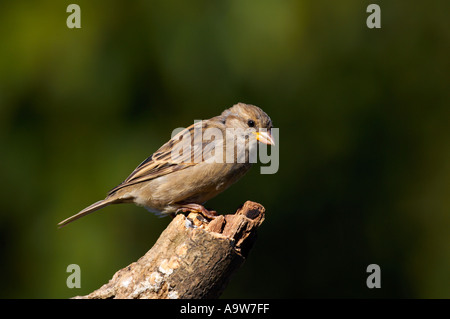 Femail casa passero Passer domesticus appollaiato sul ramo cercando alert potton bedfordshire Foto Stock