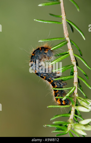 Oak Eggar Lasiocampa quercus larve alimentazione su heather potton bedfordshire Foto Stock