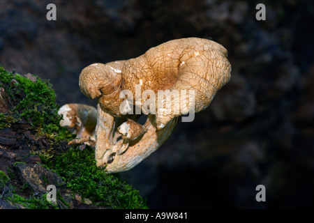 Oyster fungo Pleurotus ostreatus crescente sul registro di muschio therfield boschi cambridgeshire Foto Stock