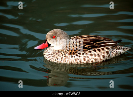 Capo Teal Anas capensis Foto Stock