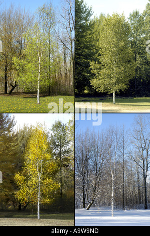 4 stagioni immagini - ricerca DENNIS MACDONALD 4 stagioni per una completa selezione di maggiori dimensioni delle singole immagini mostrate qui Foto Stock