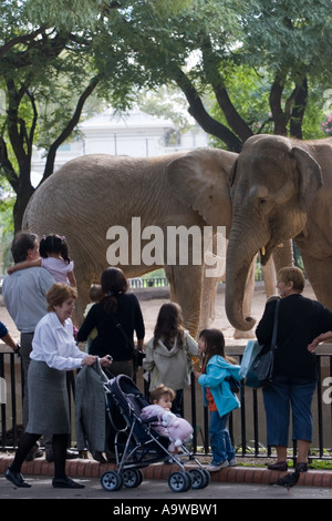 Gli elefanti allo zoo Foto Stock