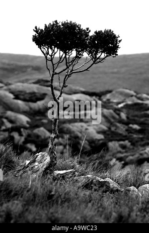 Alberi a Ardgroom Beara Pensinsular Irlanda Foto Stock