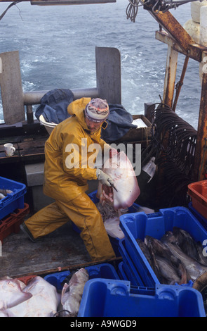 Mare del Nord offshore di pesca da Lowestoft, Suffolk, Regno Unito Foto Stock