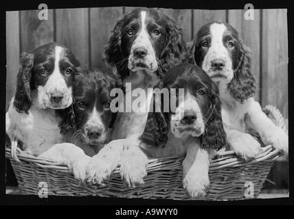 Springer Spaniel cuccioli Foto Stock