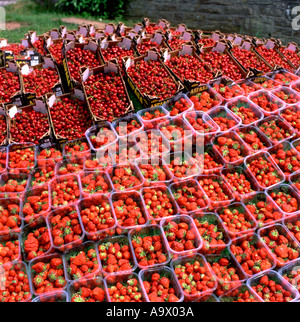 Fragole e ciliege coltivate in Kent in vendita presso il Festival di fieno, Hay-on-Wye, Wales, Regno Unito KATHY DEWITT Foto Stock