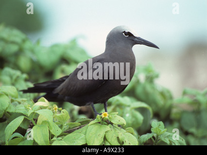 Comune o Noddy marrone Anous stolidus Isolotto del Nord di Tubbataha Reef mare di Sulu Filippine Foto Stock