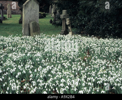 SONNING Berkshire REGNO UNITO Inghilterra febbraio tappeto di bucaneve in un cimitero Foto Stock