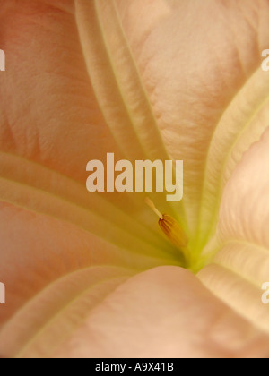 Datura close up dettaglio Foto Stock