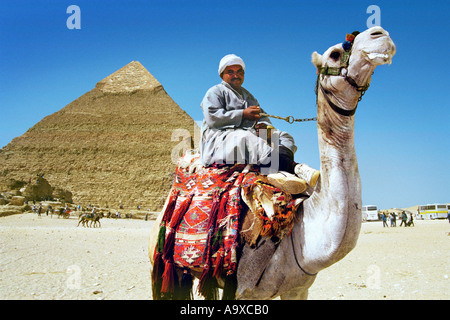 Proprietario del cammello di fronte al Kephren Piramide di Giza Cairo cercando di pursuaid turisti a guidare il suo cammello Foto Stock