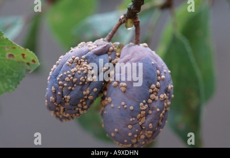 Monilia laxa (Monilia laxa), infestazione su prugne Foto Stock