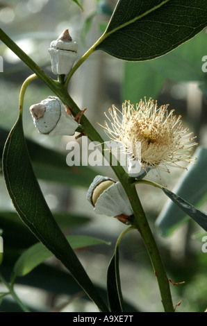 Blu della Tasmania gum (Eucalyptus globulus), ramoscello con fiori Foto Stock