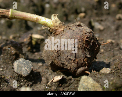 Grande (pignut Bunium bulbocastanum, Bunium bulbocastaneum), il tubero, Germania, Westfalia, Geseke Foto Stock