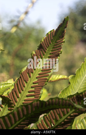 Hart la linguetta, Europeo harts-lingua (felci Asplenium scolopendrium, Phyllitis scolopendrium), sporangia sul lato inferiore del Foto Stock