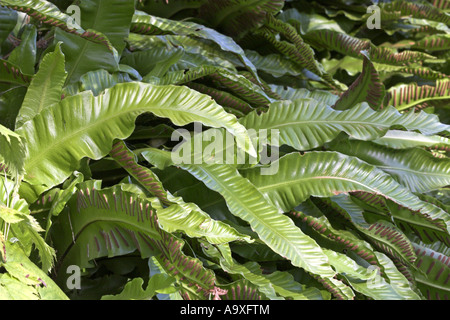 Hart la linguetta, Europeo harts-lingua (felci Asplenium scolopendrium, Phyllitis scolopendrium), sporangia sul lato inferiore del Foto Stock