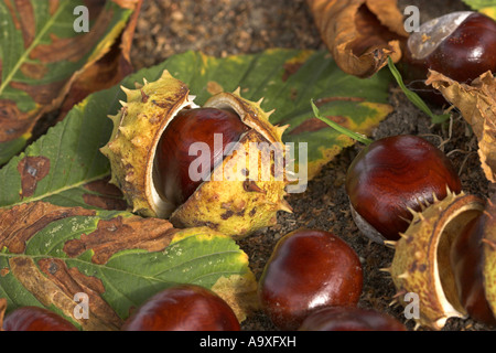 Comune di ippocastano (Aesculus hippocastanum) frutti maturi con pellicules e foglie Foto Stock