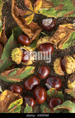 Comune di ippocastano (Aesculus hippocastanum) frutti maturi con pellicules e foglie Foto Stock